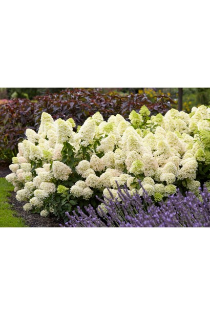 Гортензия метельчатая Скайфолл в ландшафте